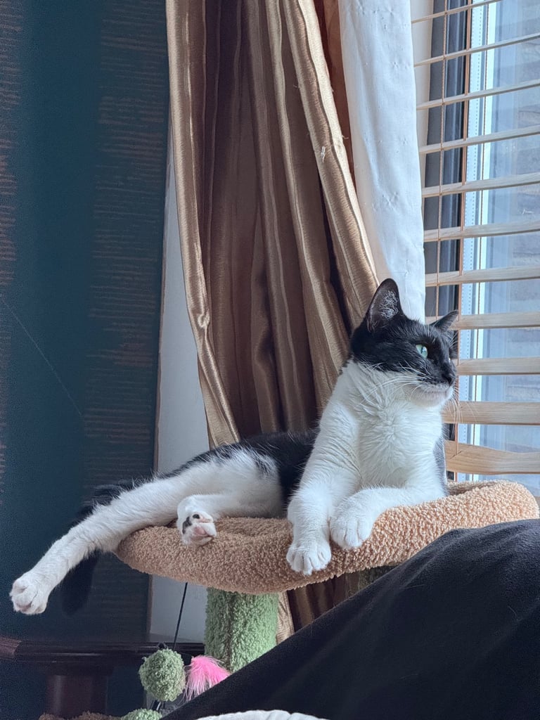 image for Tuxedo Cute cat for a good home due to travel