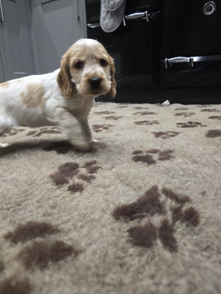 Show Cocker Spaniel Puppies 