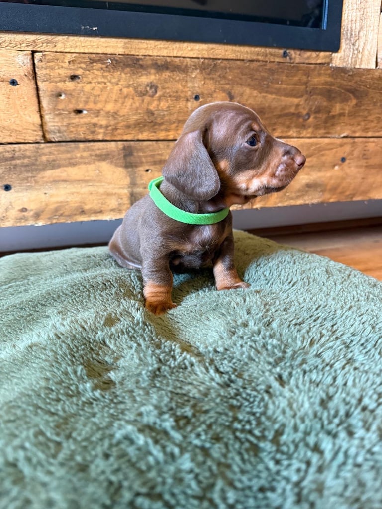 **Ready to leave now** 2 miniature dachshund boys