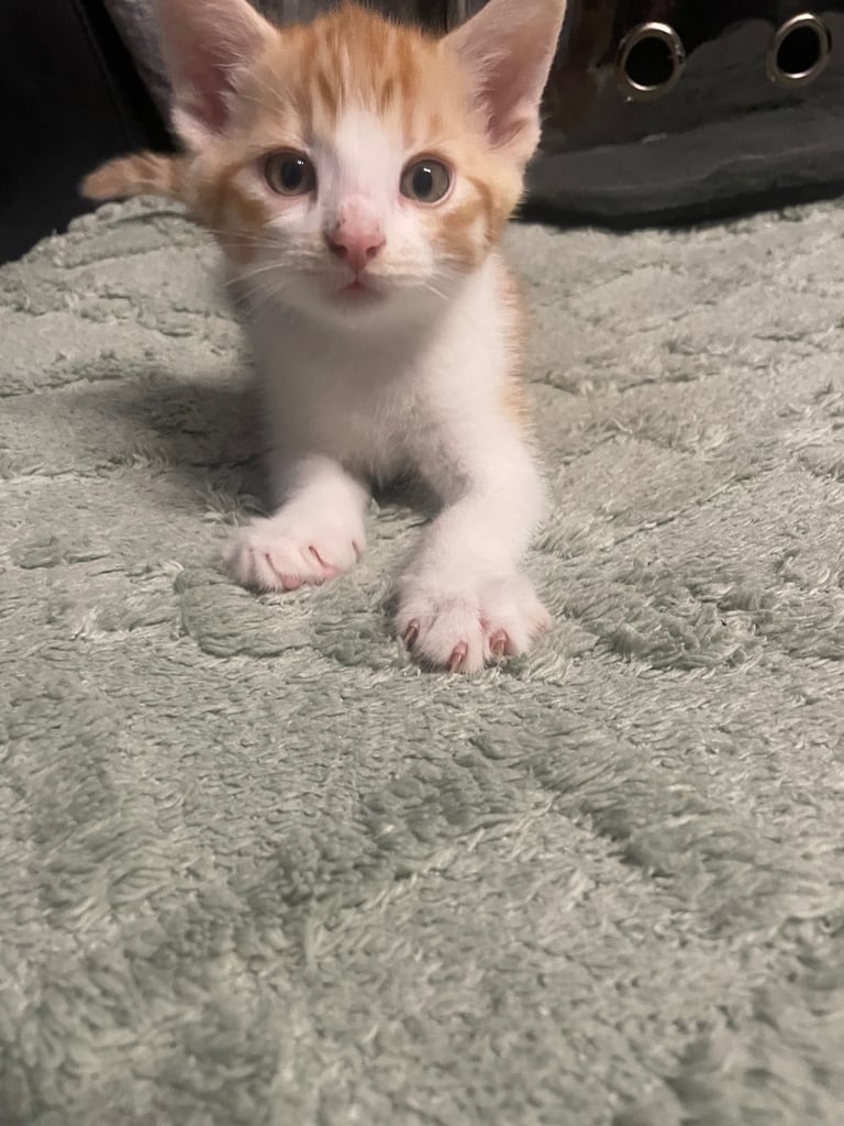 Ginger Kitten for Sale (Pending)