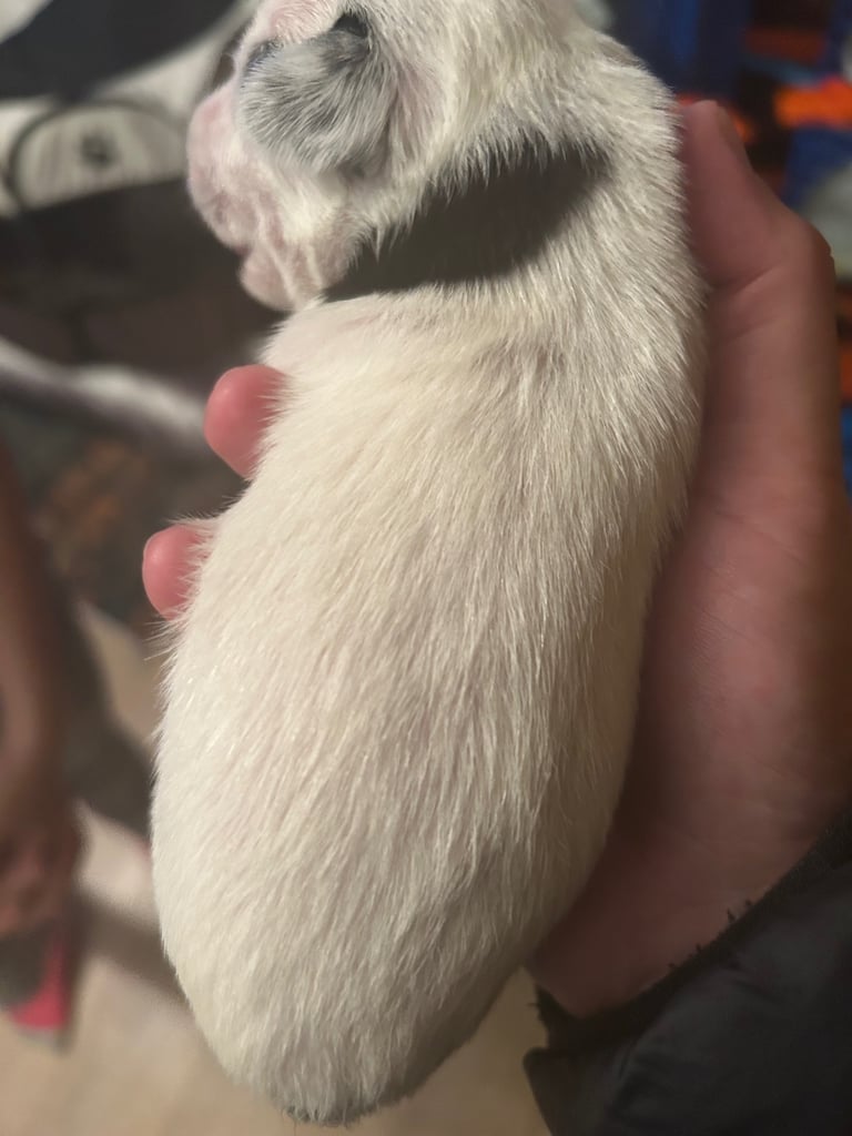 Beautiful Jackapoo Puppies 