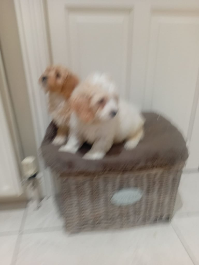 Cavachon