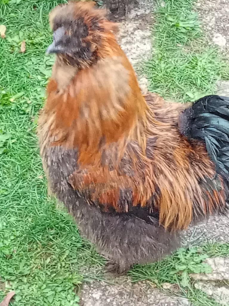 Purebred Silkie Cockerel - Ready for his Forever Home! - Collection from Andover, Hants