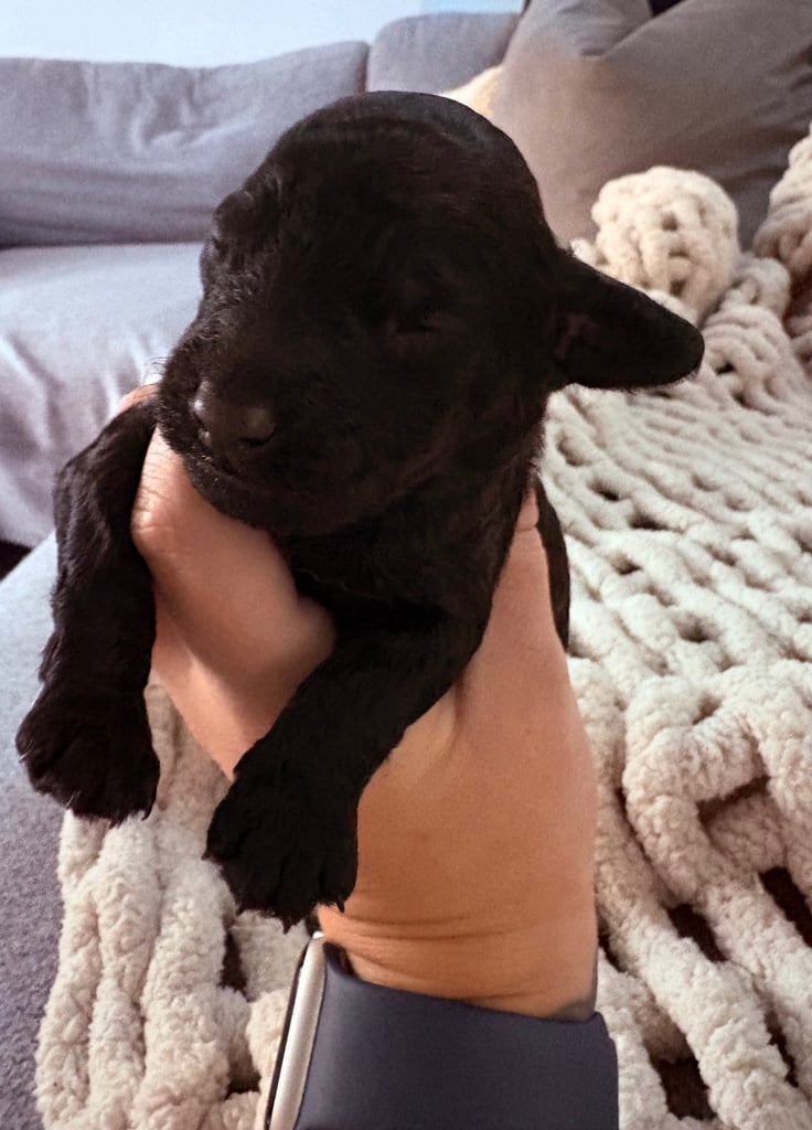 F2 Sproodle Puppies 
