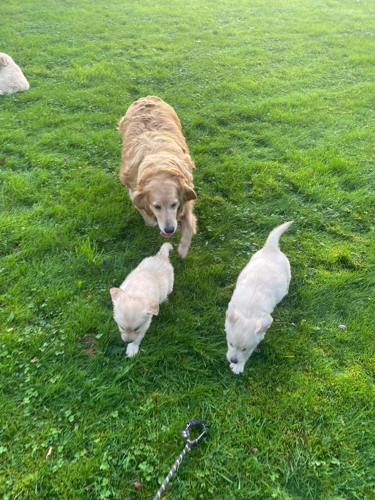 Golden Retriever puppies 