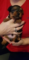 Yorkshire terriers puppies 