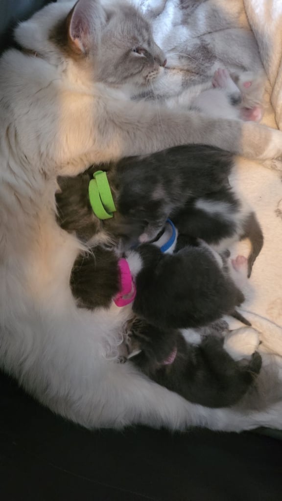 Ragdoll cross kittens 