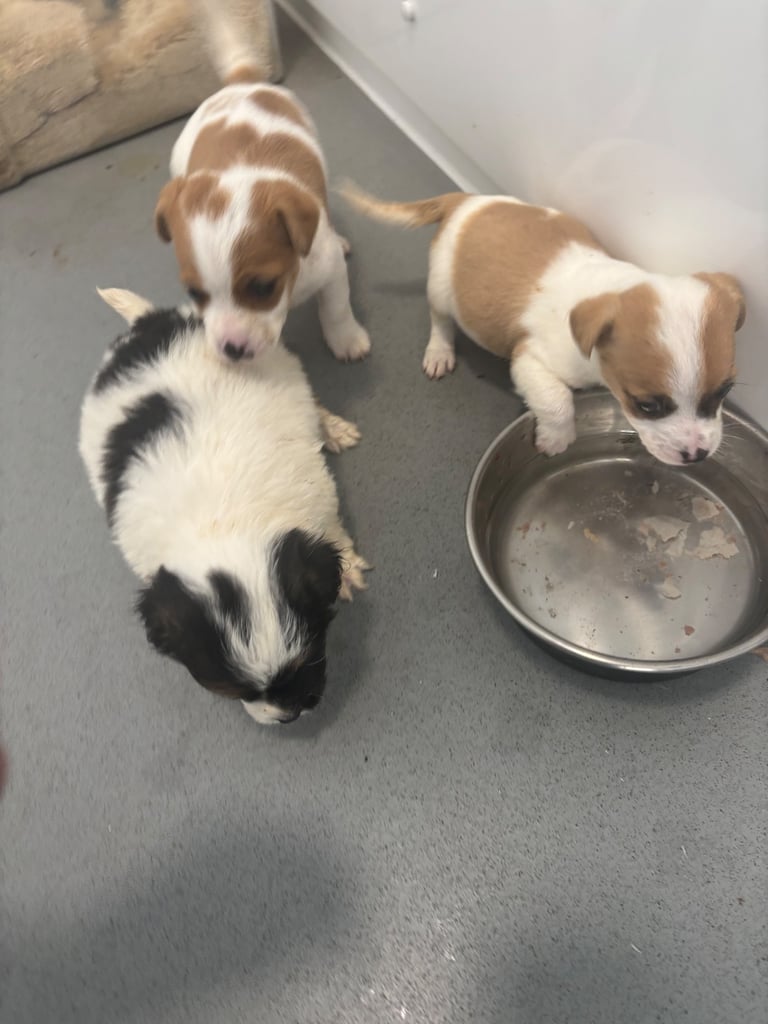 Jack Russel puppies 