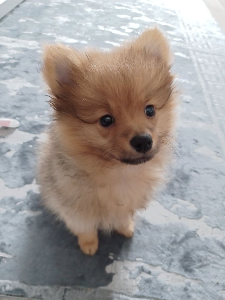 image for Pomeranian puppy