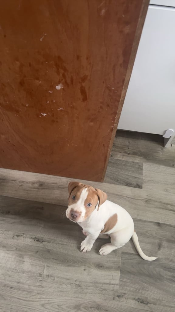 staff x springer OPEN TO ANY OFFERS