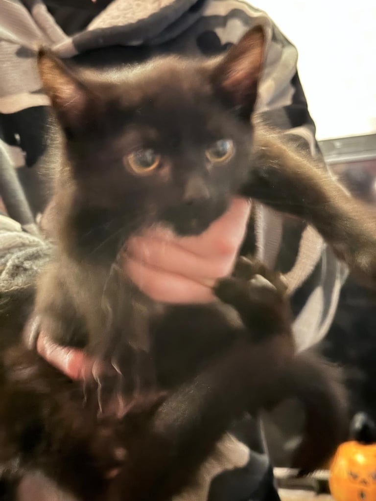 Kittens 