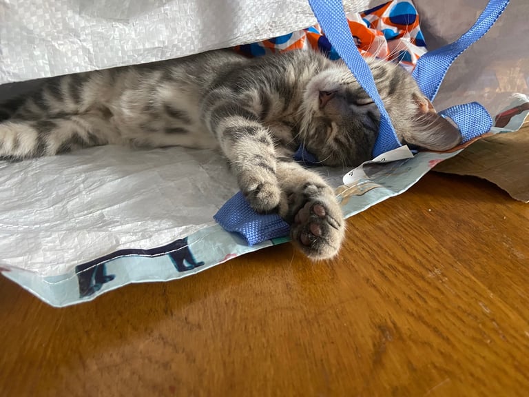 Stunning grey tabby kitten