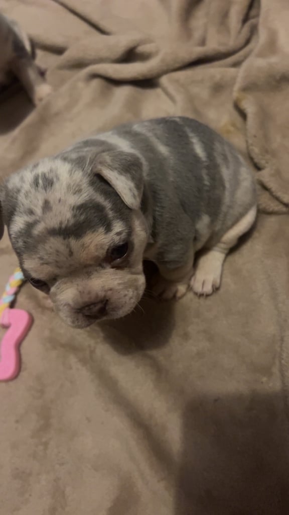 French bulldog puppies