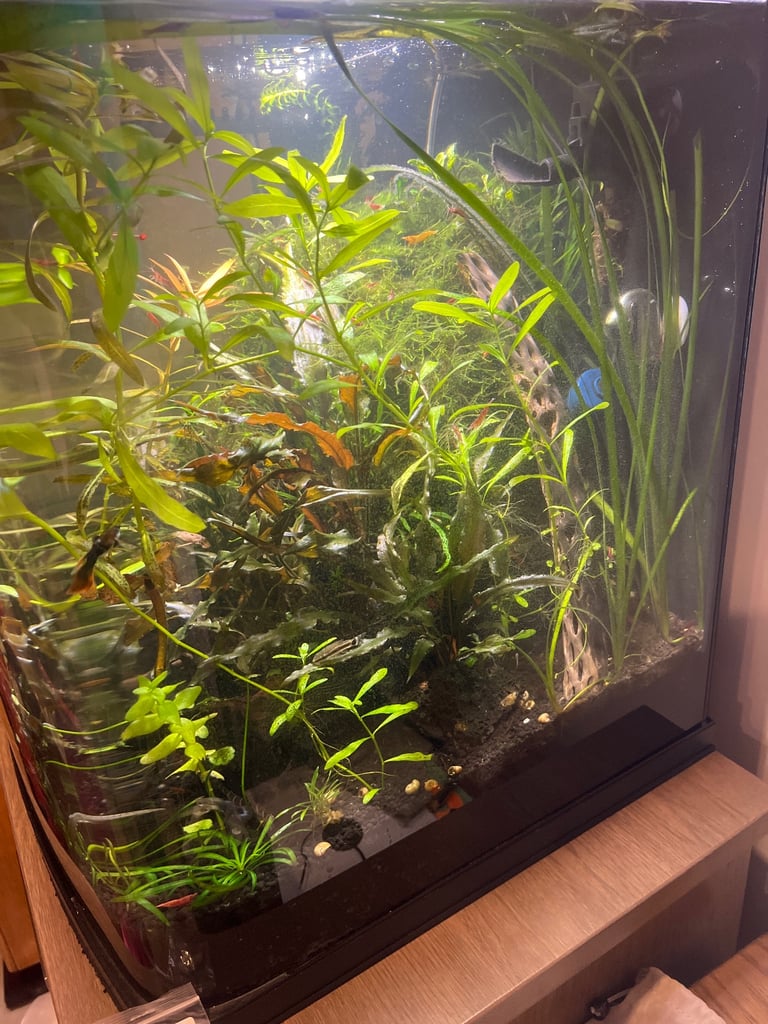 Nano fish red cherry shrimp