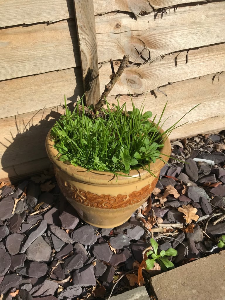 5 Outdoor yellowy/cream pots