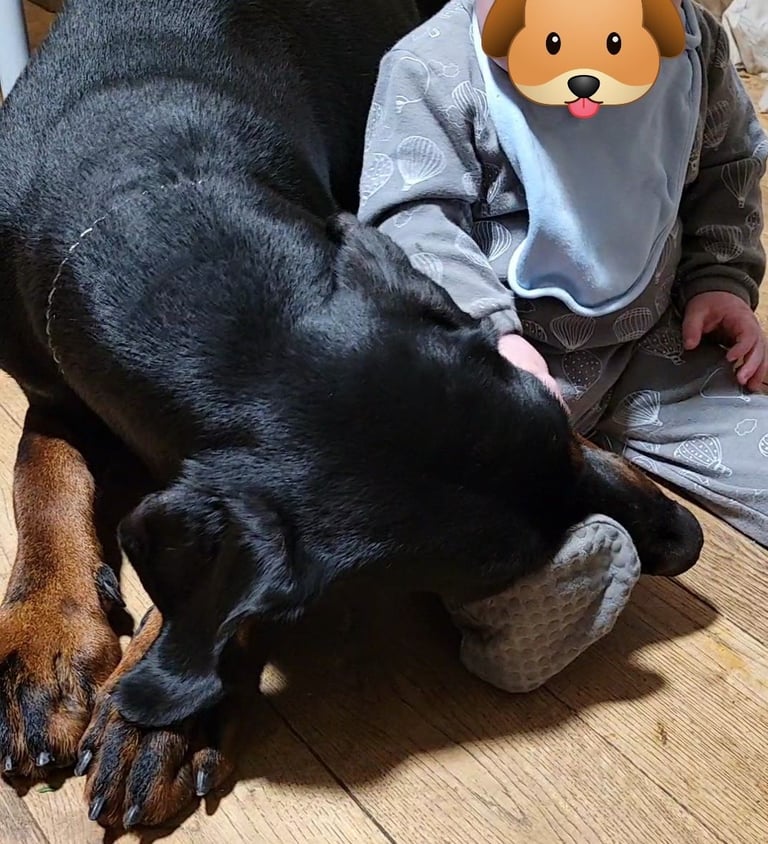 *all gone* Stunning KC reg Dobermann puppies 