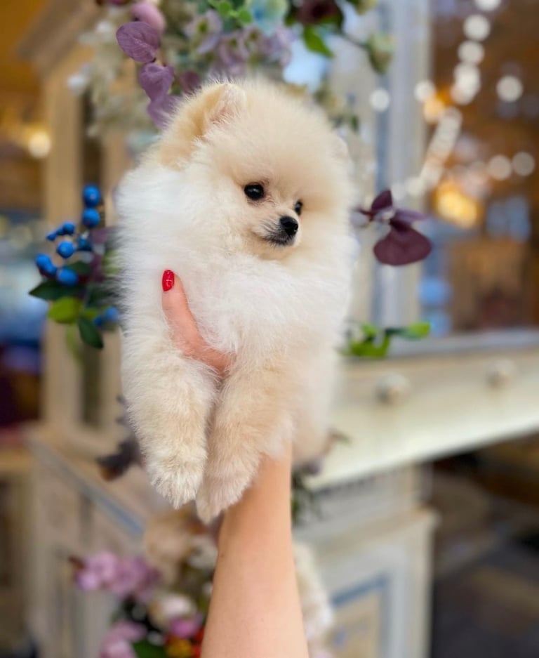 Pomeran dog girl boy