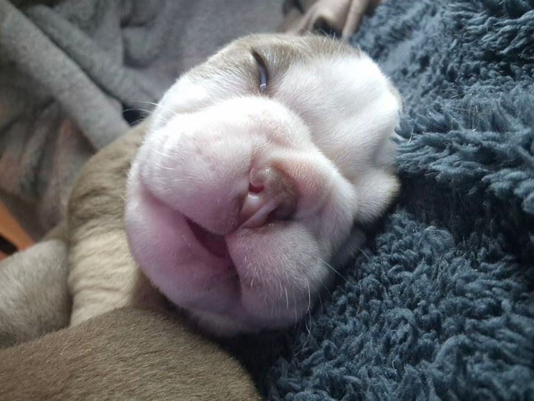 Olde english x english bulldog 