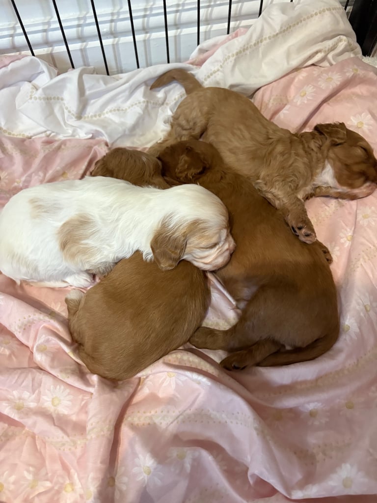 Cavapoo puppy’s 