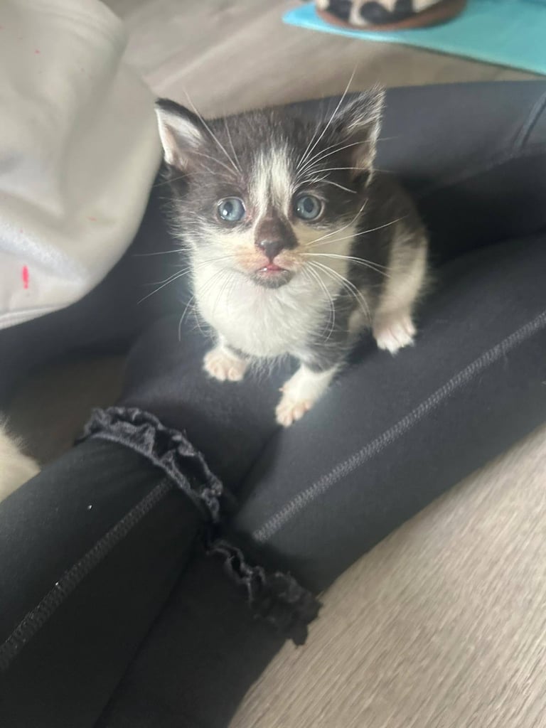 6 stunning kittens 