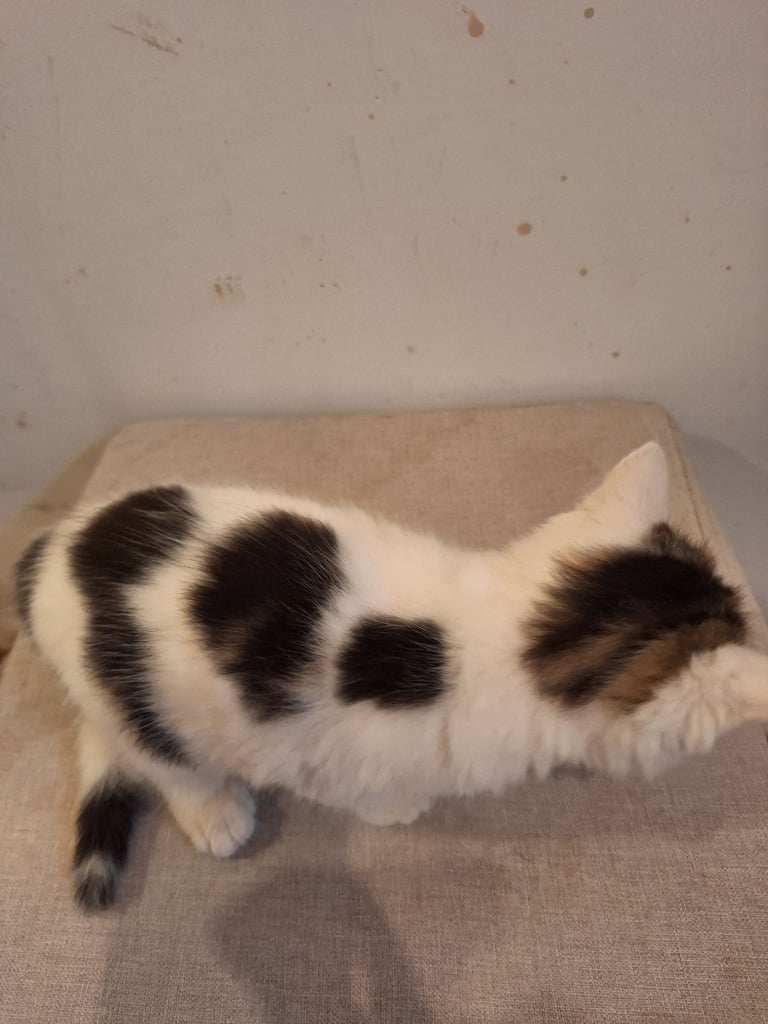  Kittens for sale 