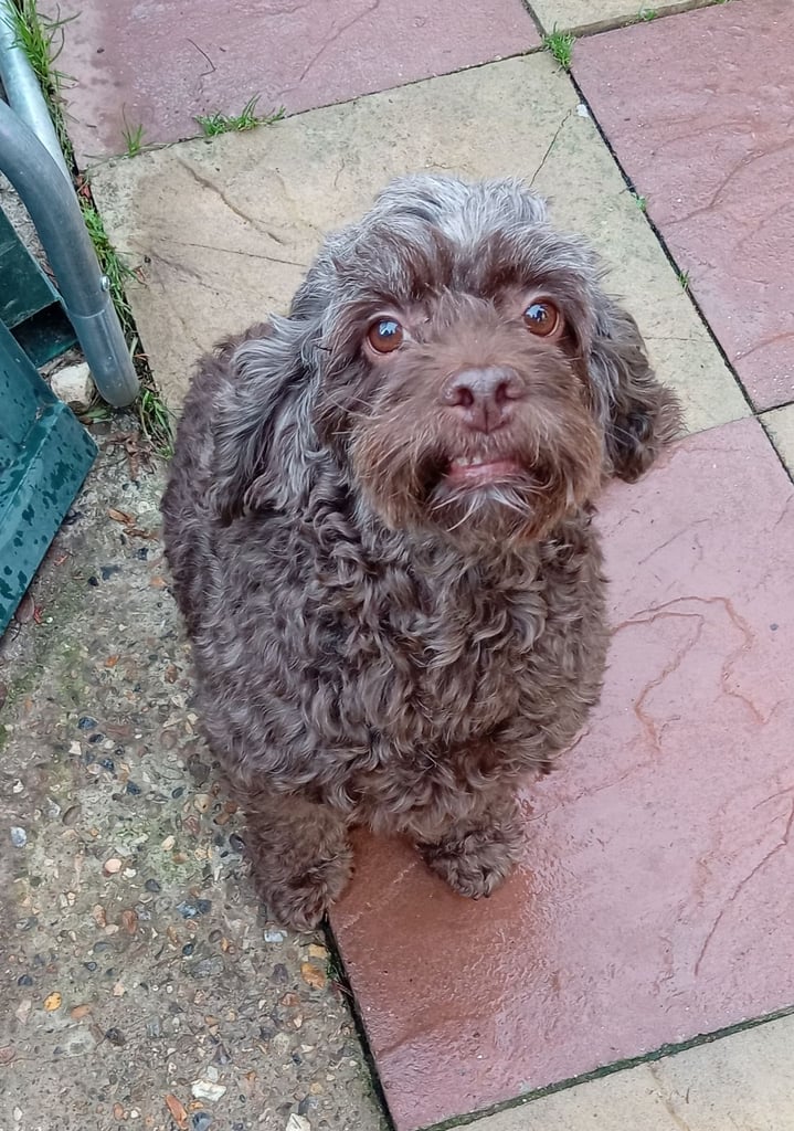 Female chocolate cockapoo 