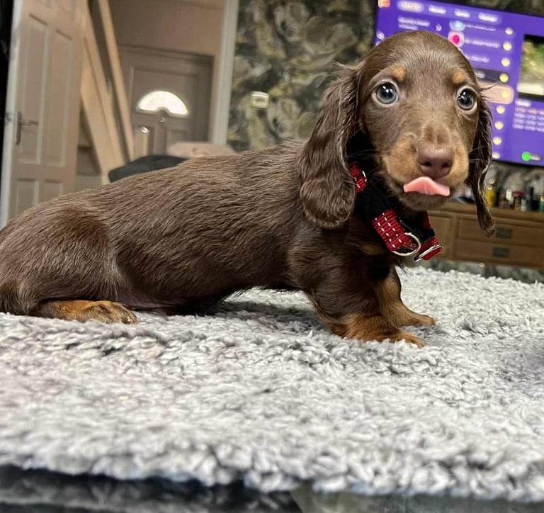  📢 REDUCED  miniature longhaired dachshund boy