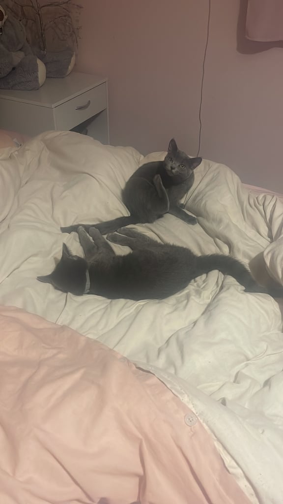 4 months old kittens 