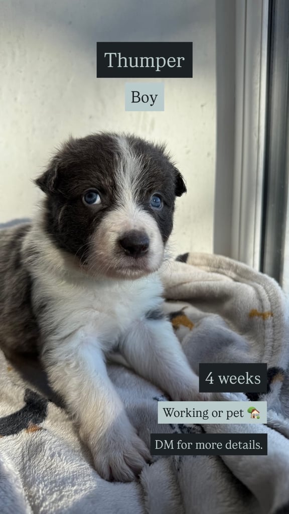 Collie puppies 