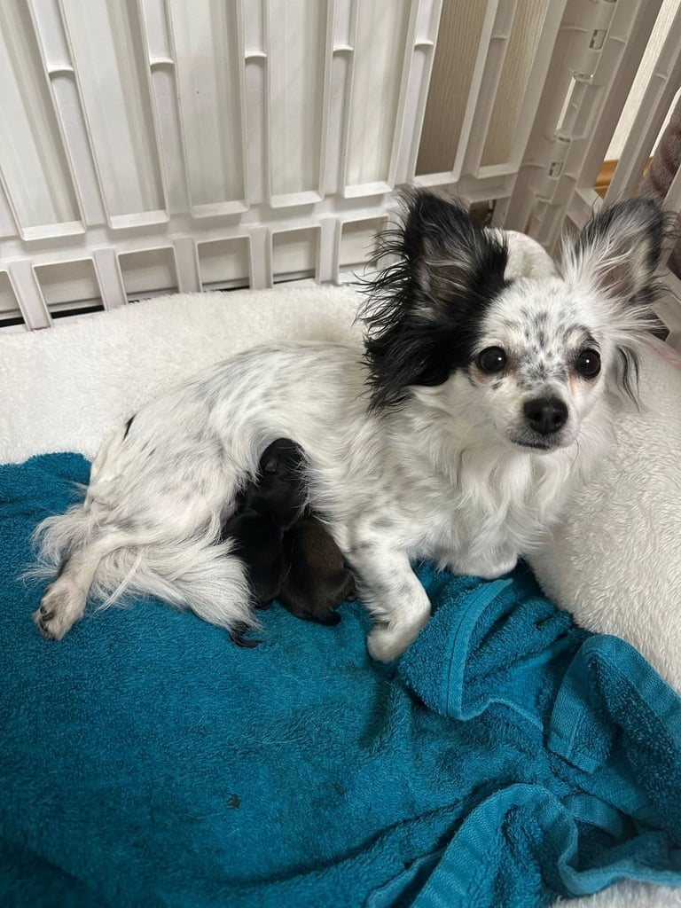 Chihuahua long hair 
