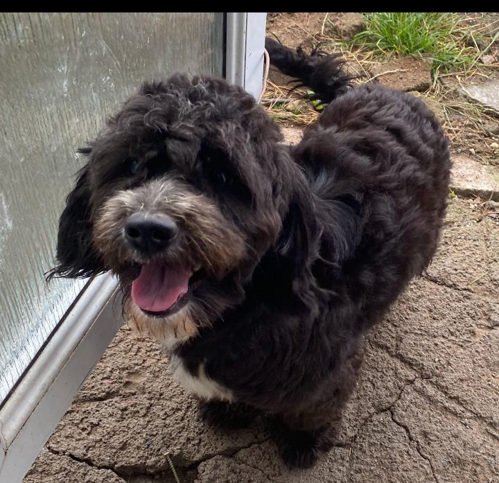 Cockapoo pup almost 1 