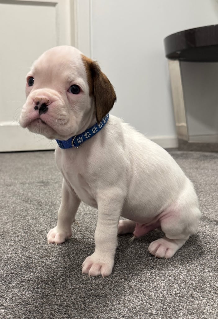 KC Registered Boxer pups 