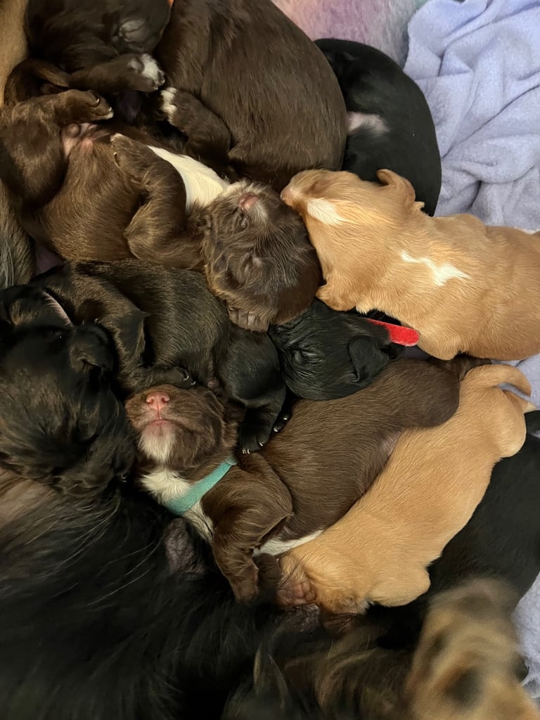 image for Working cocker spaniel puppies 