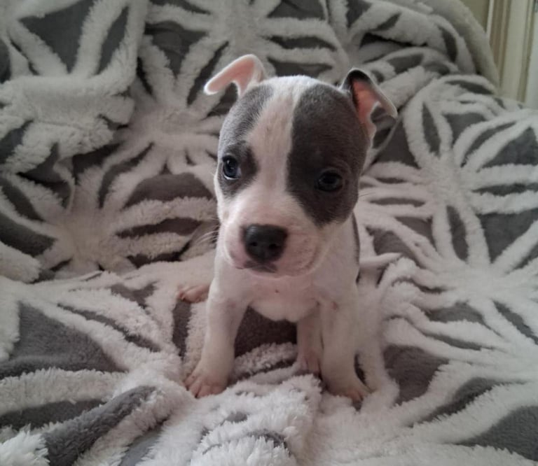 Staffordshire Puppies 