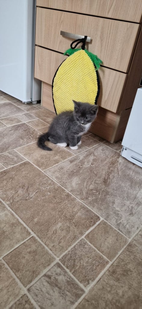 Maincoon X kittens.. one boy and one girl 