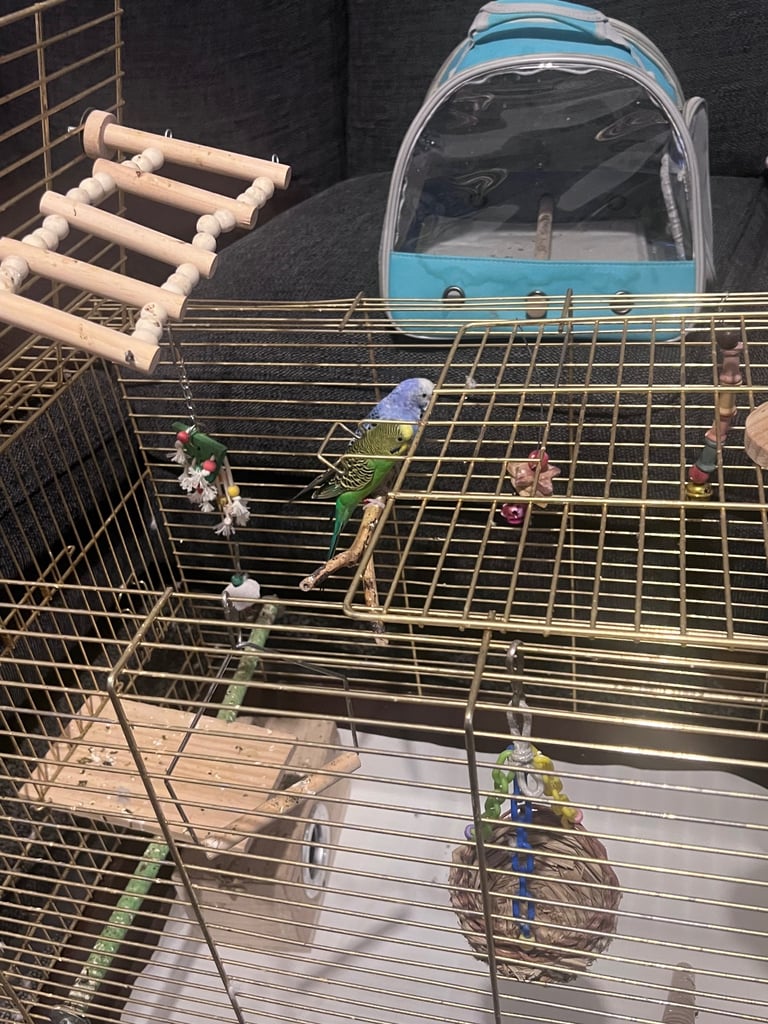 budgies for sale