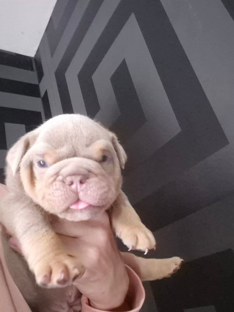 Beautiful Rainbow Litter Of New English Bulldog 