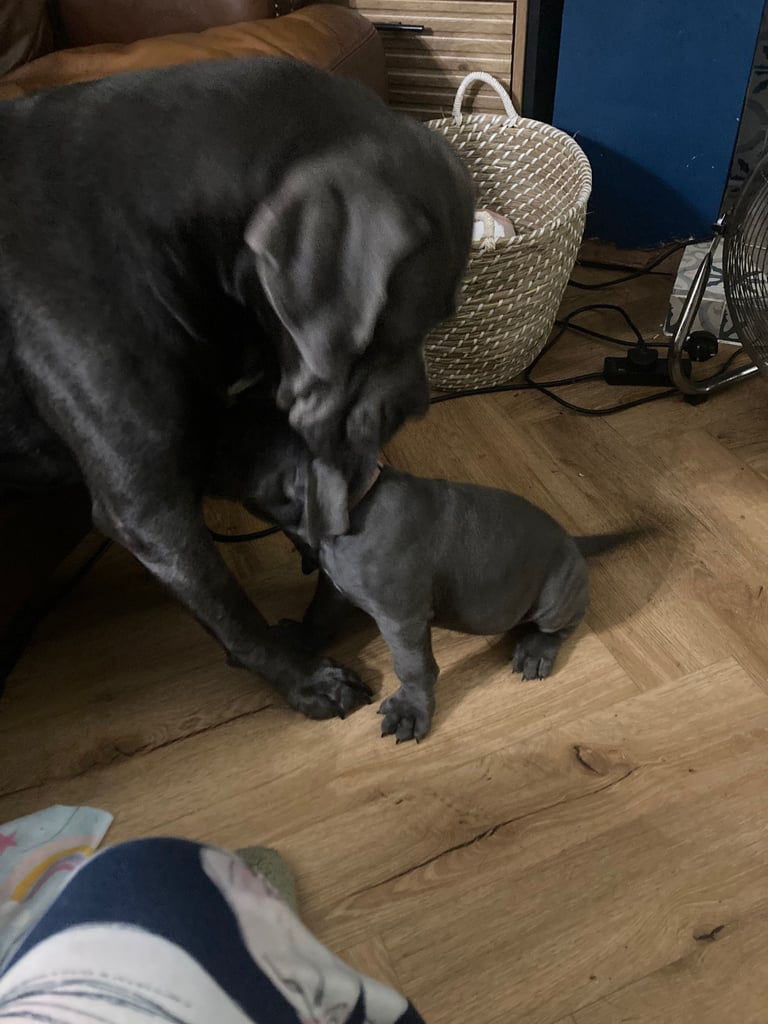Cane corso puppies 