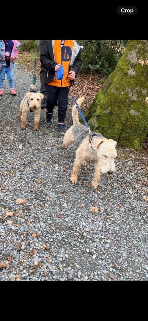 Beautiful Black and Tab Lakeland Pups 