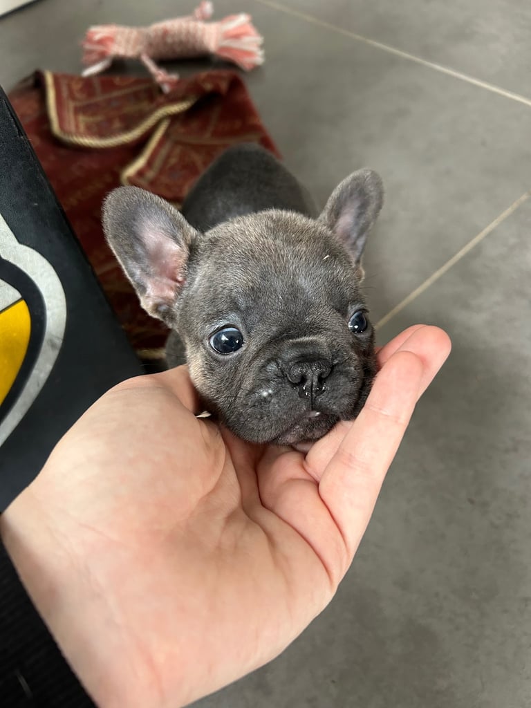 Full pedigree french bulldog Puppy (one left)