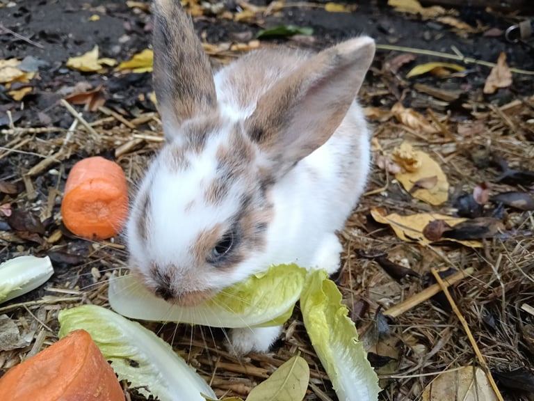Beautiful baby rabbits 