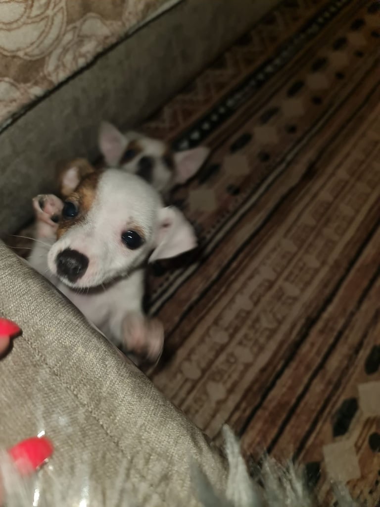 Miniture pomchi puppies 