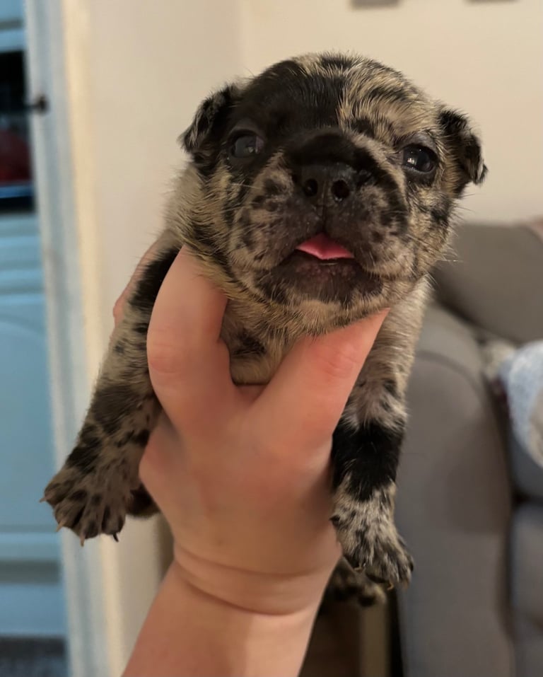 French bulldog puppies 