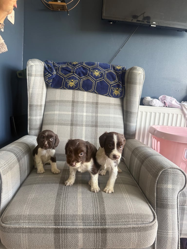 English springer spaniel puppies 