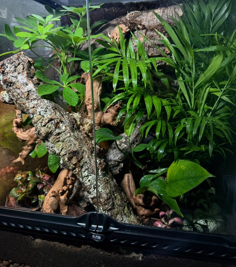 Bioactive Gecko Terrarium - £395 (Ready to Go)