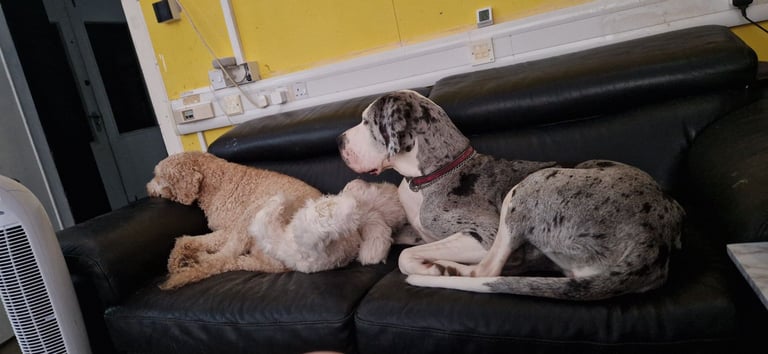 Female standard poodle,health tested, 2 years old