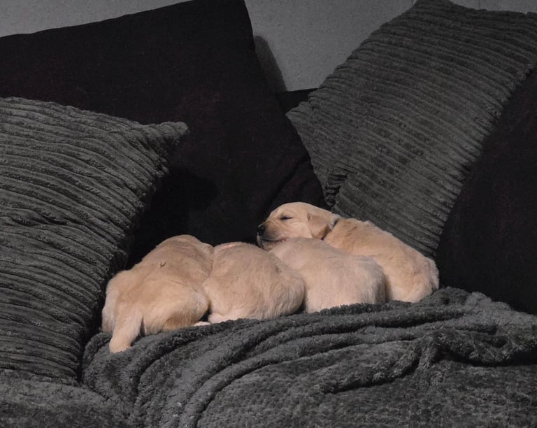 Golden retriever puppies 