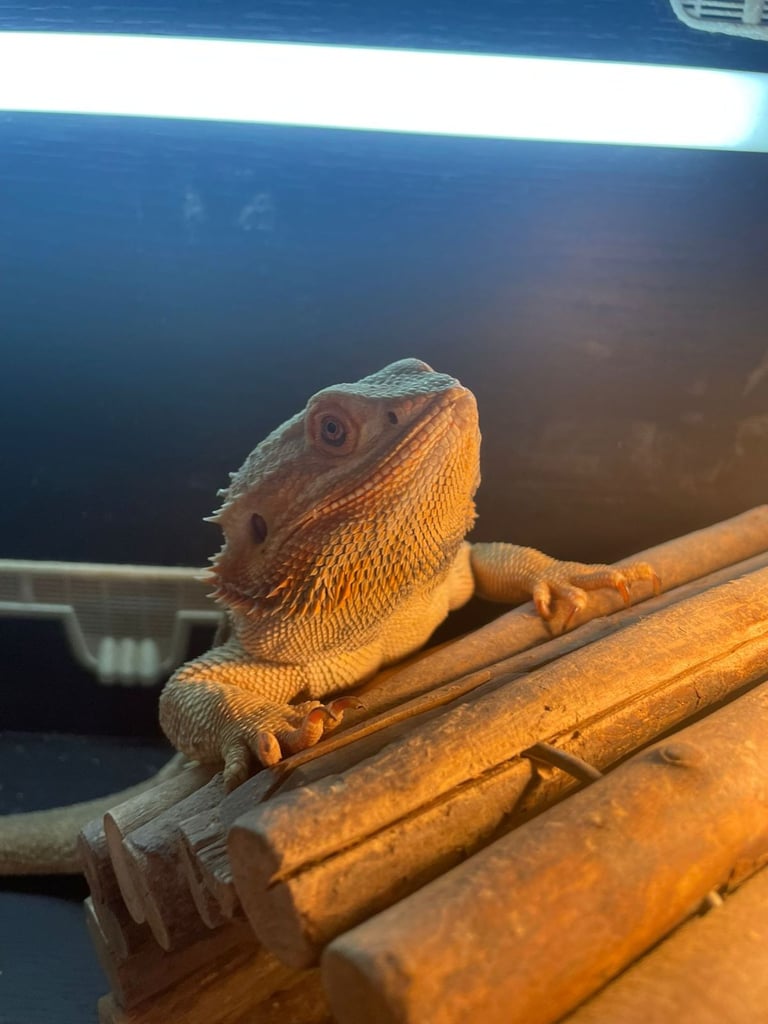 Bearded dragon 4 years old 