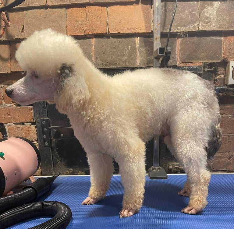 FINAL REDUCTION f1 dna tested maltipoos