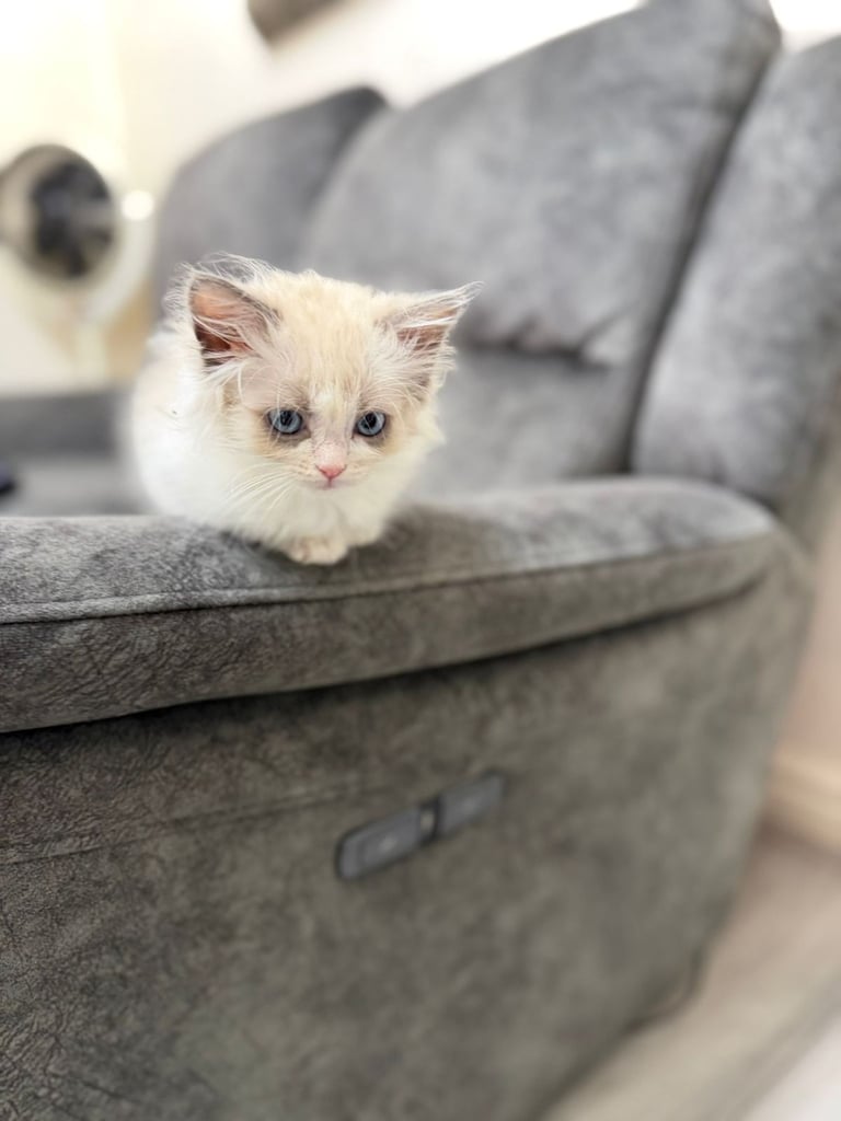 Ragdoll Kittens Forsale
